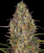 Glue Gelato Auto Strain – product view 1