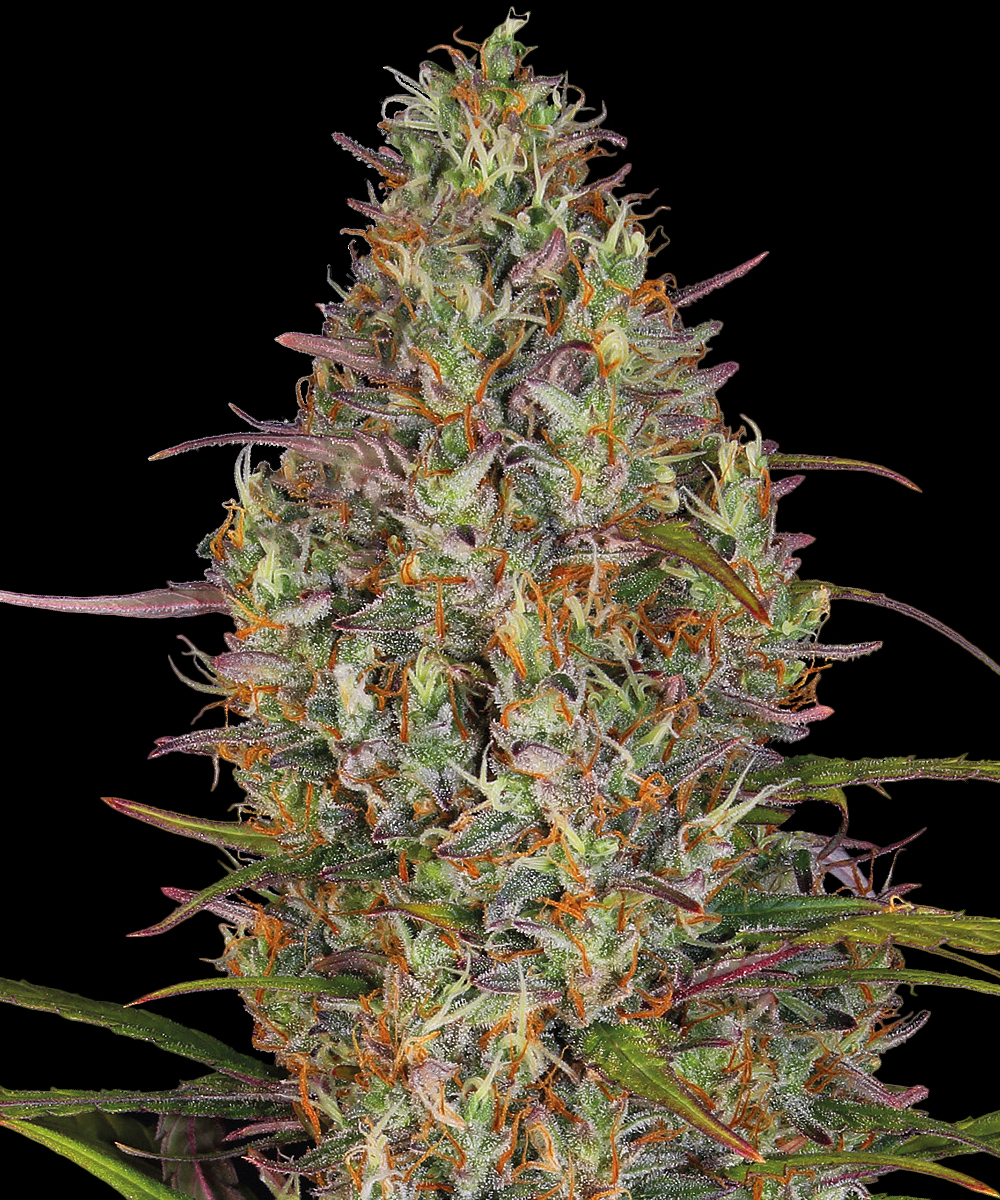 Glue Gelato Auto Strain – product view 1