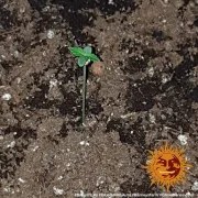 Glue Gelato Auto Strain – product view 2