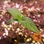 Glue Gelato Auto Strain – product view 3