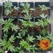 Glue Gelato Auto Strain – product view 4