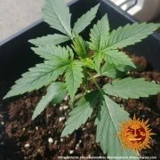 Glue Gelato Auto Strain – product view 5