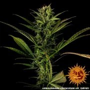 Glue Gelato Auto Strain – product view 6