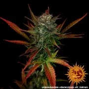 Glue Gelato Auto Strain – product view 7