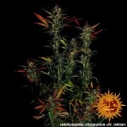 Glue Gelato Auto Strain – product view 8