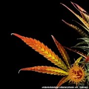 Glue Gelato Auto Strain – product view 9