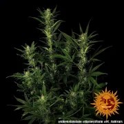 Glue Gelato Auto Strain – product view 10