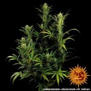 Glue Gelato Auto Strain – product view 11