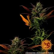 Glue Gelato Auto Strain – product view 12