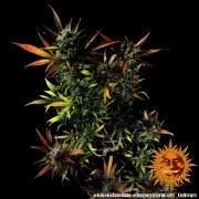 Glue Gelato Auto Strain – product view 13