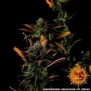 Glue Gelato Auto Strain – product view 14