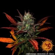 Glue Gelato Auto Strain – product view 15