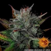 Glue Gelato Auto Strain – product view 16