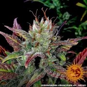 Glue Gelato Auto Strain – product view 17