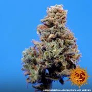 Glue Gelato Auto Strain – product view 18