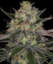 Gorilla Z Strain – product view 1