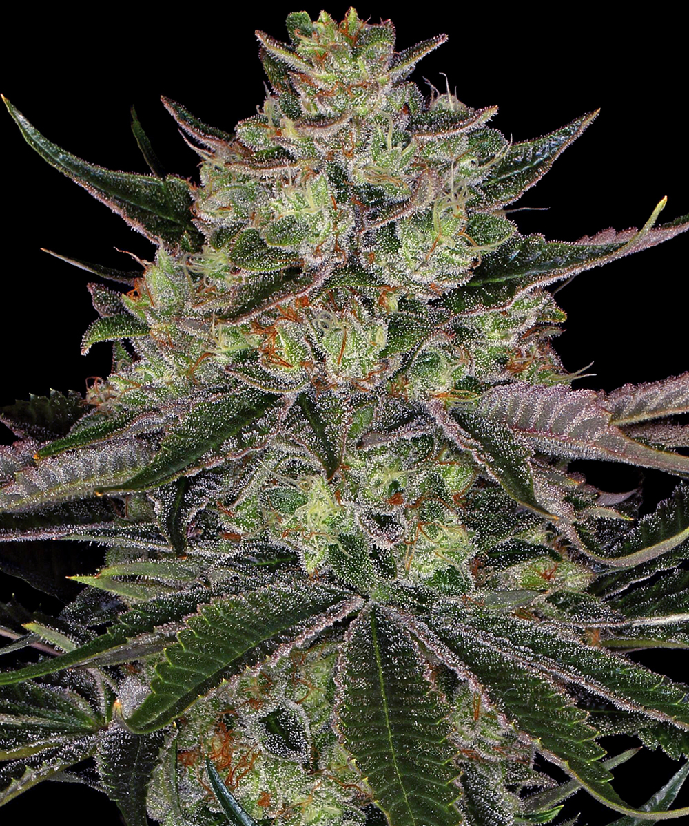 Gorilla Z Strain – product view 1