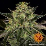 Gorilla Z Strain – product view 2
