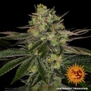 Gorilla Z Strain – product view 3