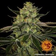Gorilla Z Strain – product view 4