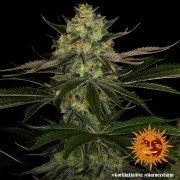 Gorilla Z Strain – product view 5