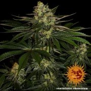 Gorilla Z Strain – product view 6