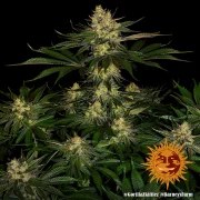 Gorilla Z Strain – product view 7