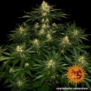 Gorilla Z Strain – product view 8