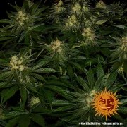 Gorilla Z Strain – product view 9