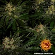 Gorilla Z Strain – product view 10