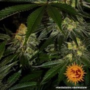 Gorilla Z Strain – product view 11