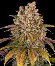 Lemon Tree Strain – product view 1