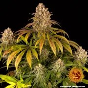 Lemon Tree Strain – product view 2