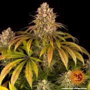 Lemon Tree Strain – product view 3