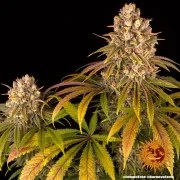 Lemon Tree Strain – product view 4