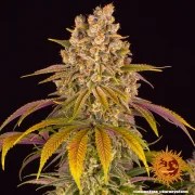 Lemon Tree Strain – product view 5