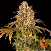 Lemon Tree Strain – product view 6