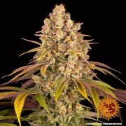 Lemon Tree Strain – product view 7