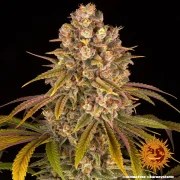 Lemon Tree Strain – product view 8
