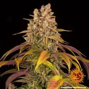 Lemon Tree Strain – product view 9
