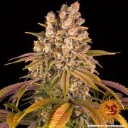 Lemon Tree Strain – product view 10