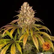 Lemon Tree Strain – product view 11