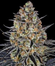 LSD Strain – product view 1