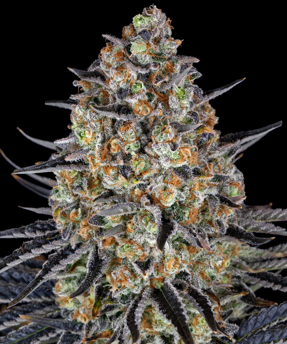 LSD Strain – product view 1