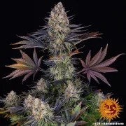 LSD Strain – product view 2