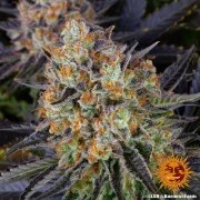 LSD Strain – product view 3