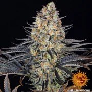 LSD Strain – product view 4