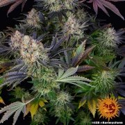 LSD Strain – product view 5