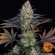 LSD Strain – product view 6