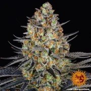 LSD Strain – product view 7